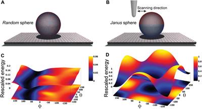 Predicting the placement of biomolecular structures on AFM substrates based on electrostatic interactions